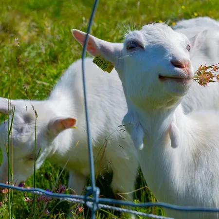 Relaxing Mountain With Panoramic Views Tatil Evi Beitostolen
